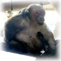 Stumptailed Macaque